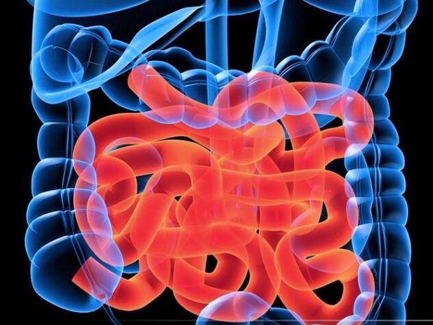 Parásitos en el intestino delgado.