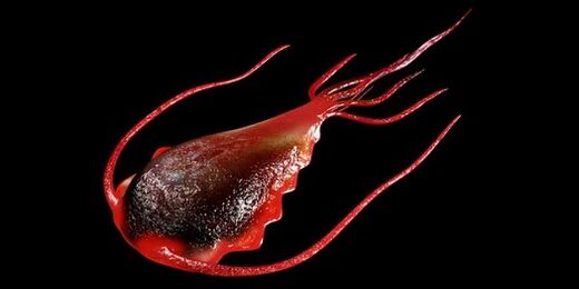 Giardia del cuerpo humano.