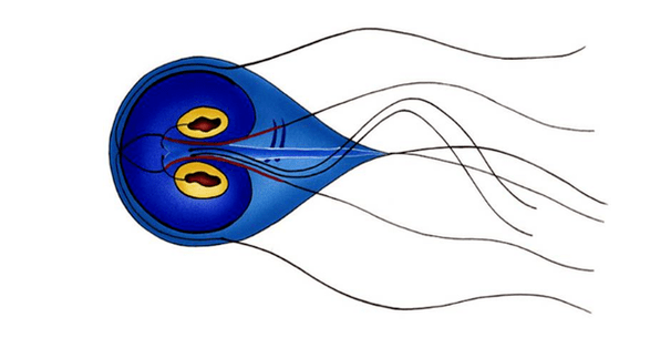 Giardia intestinal