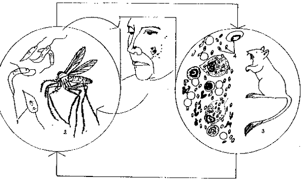 La leishmania es transmitida por mosquitos del género Phlebotomus.