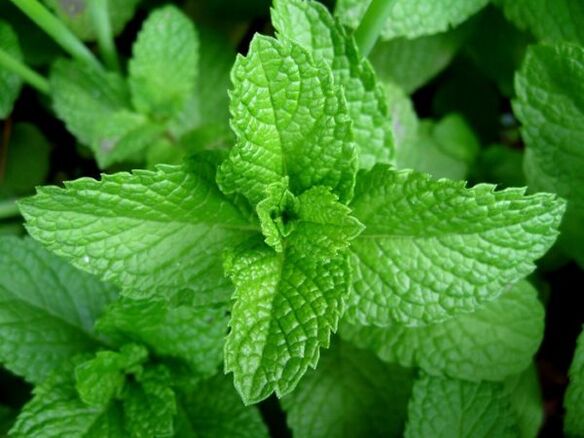 menta para los parásitos
